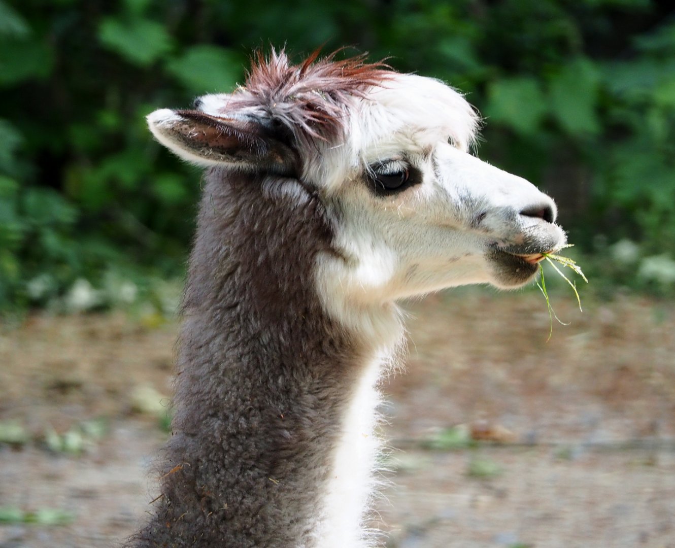 Alpaca (Vicugna pacos), 2020-05-23