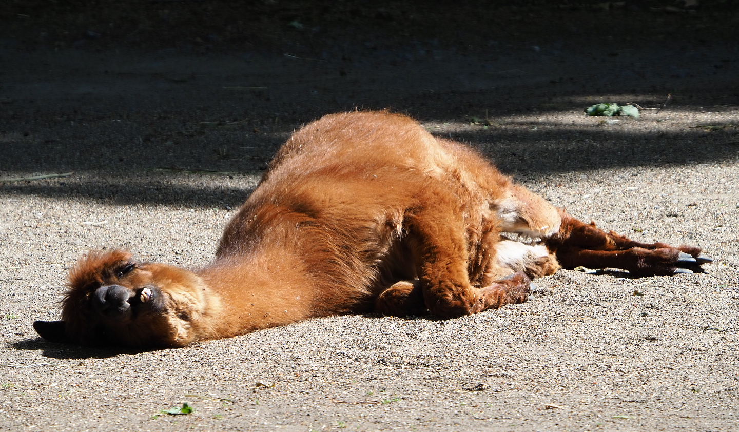 Alpaca (Vicugna pacos), 2020-06-12