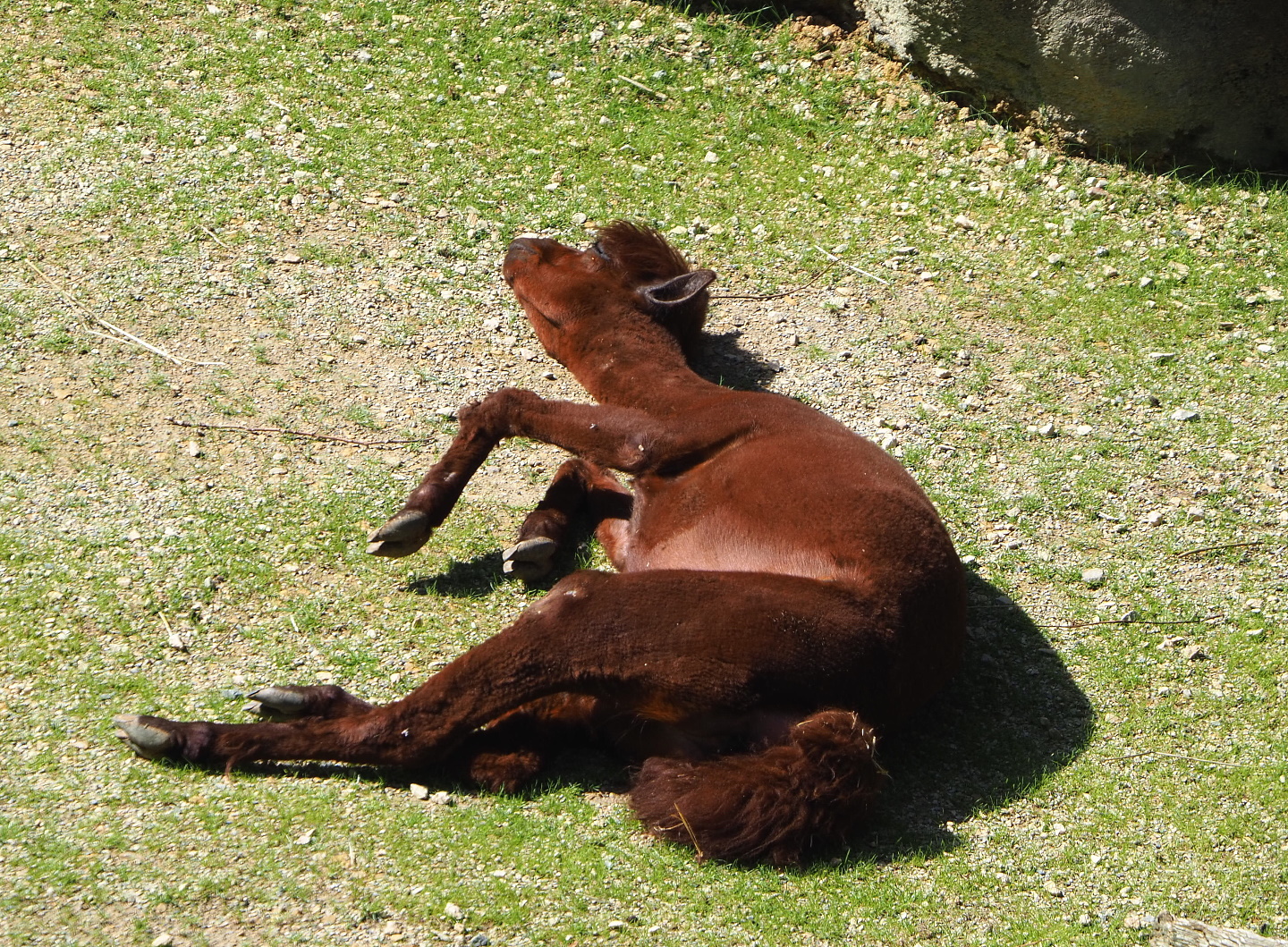 Alpaca (Vicugna pacos), 2021-07-17