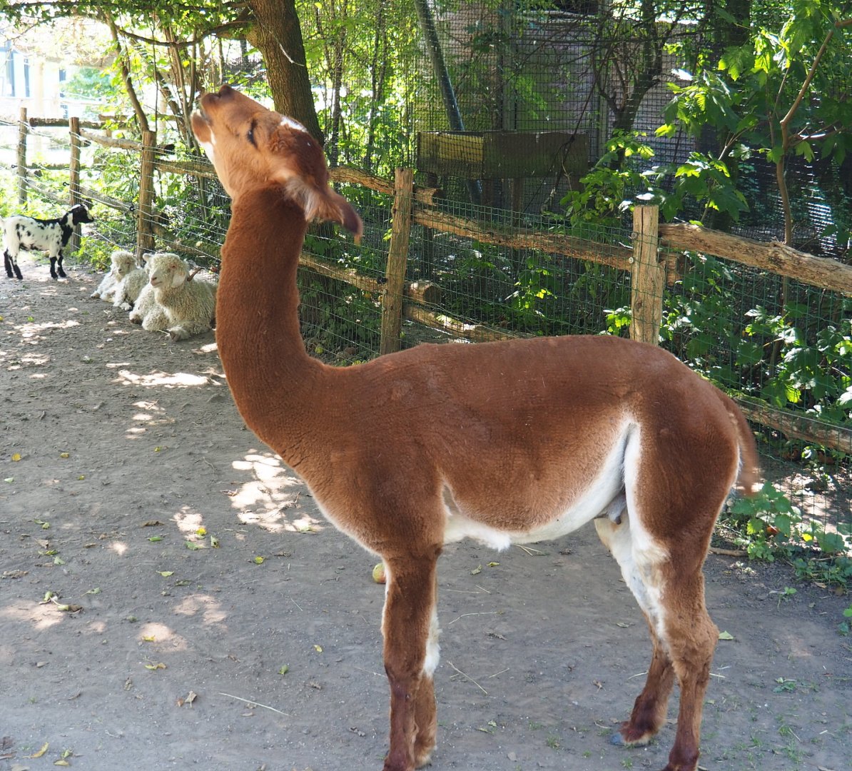 Alpaca (Vicugna pacos), 2021-09-03