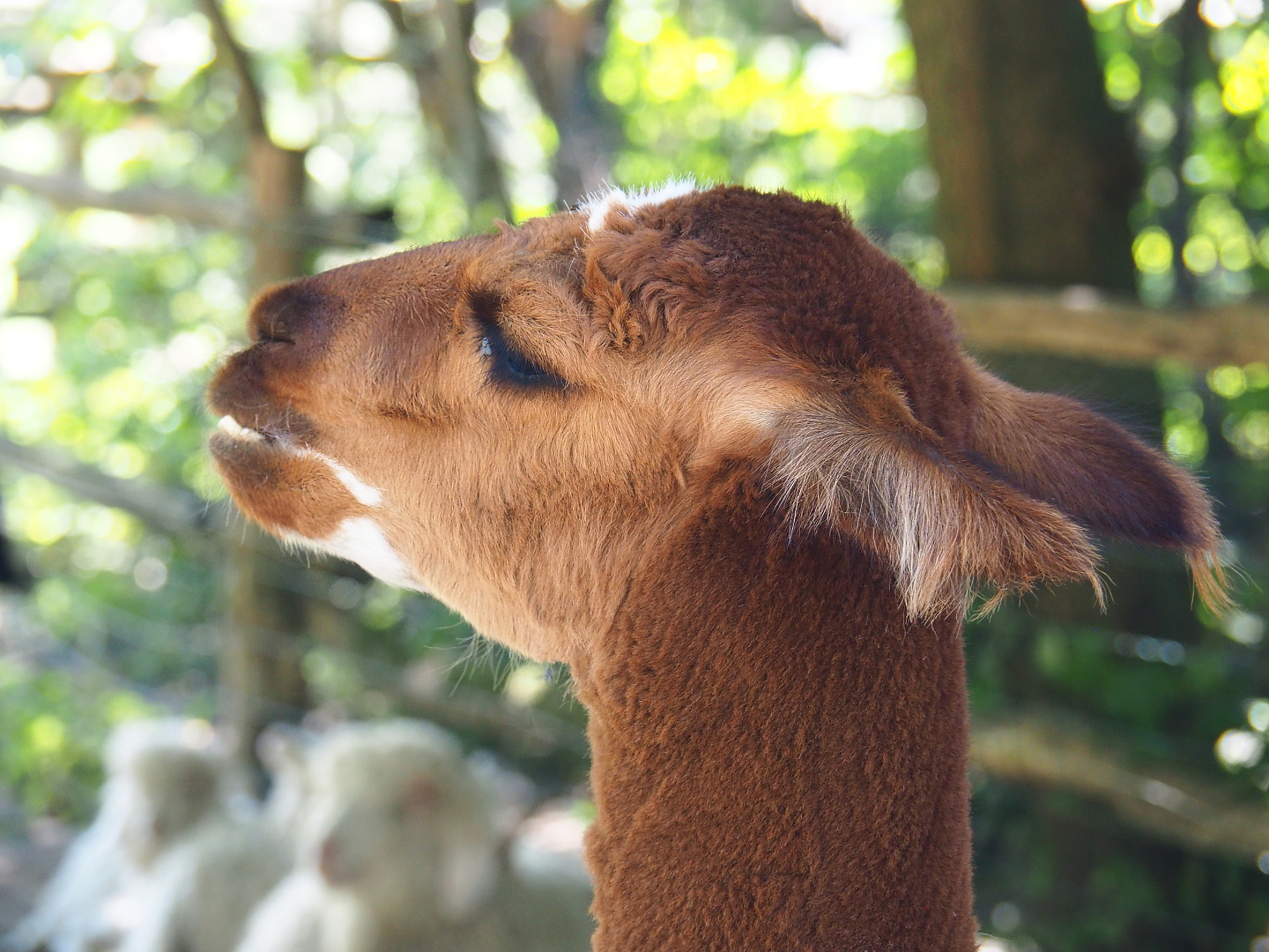 Alpaca (Vicugna pacos), 2021-09-03