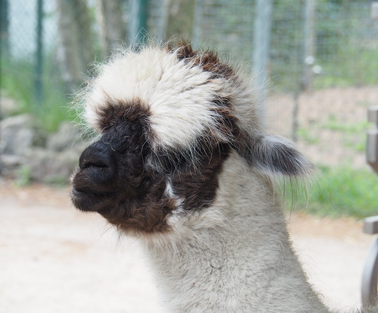 Alpaca (Vicugna pacos), 2022-05-17