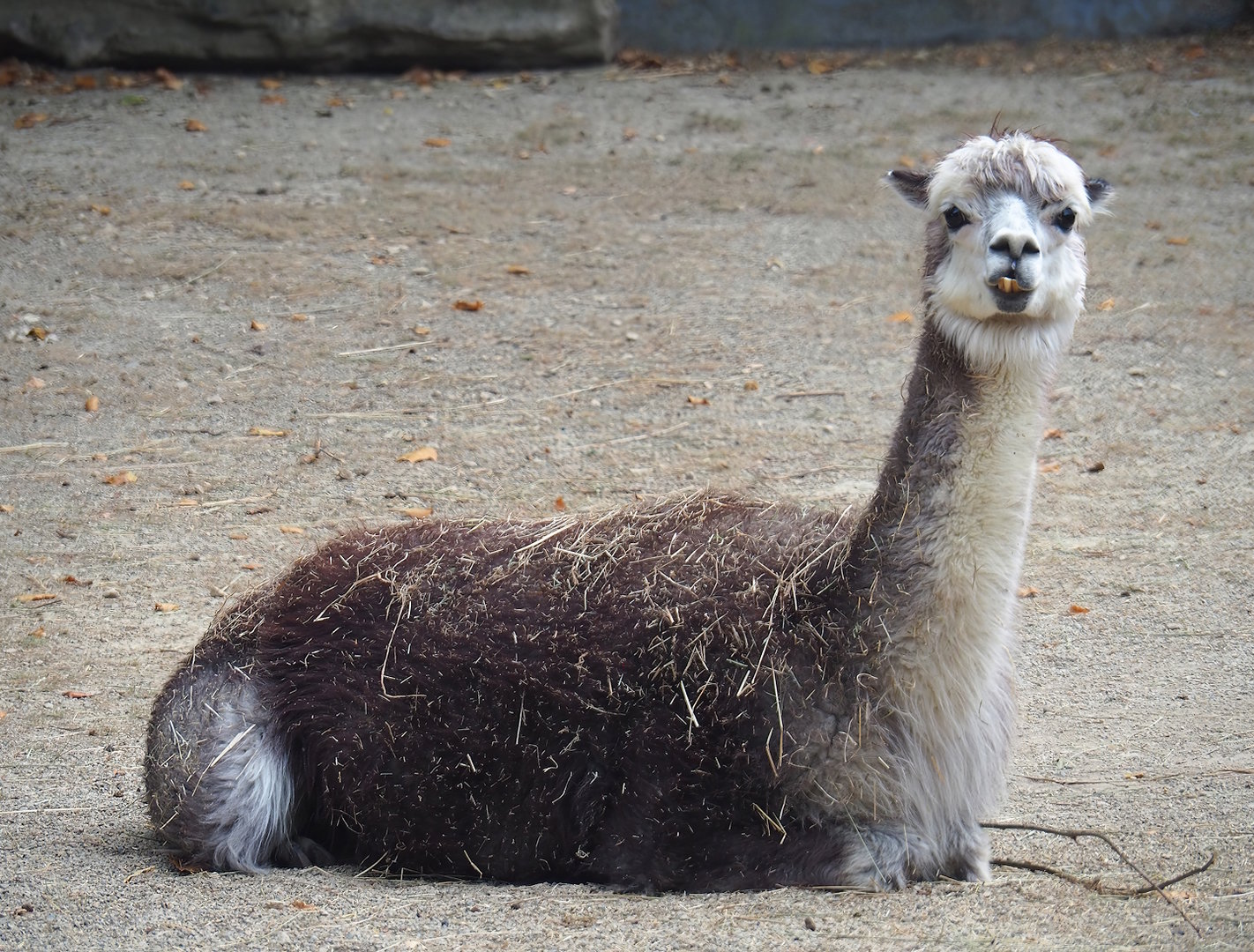 Alpaca (Vicugna pacos), 2022-08-16