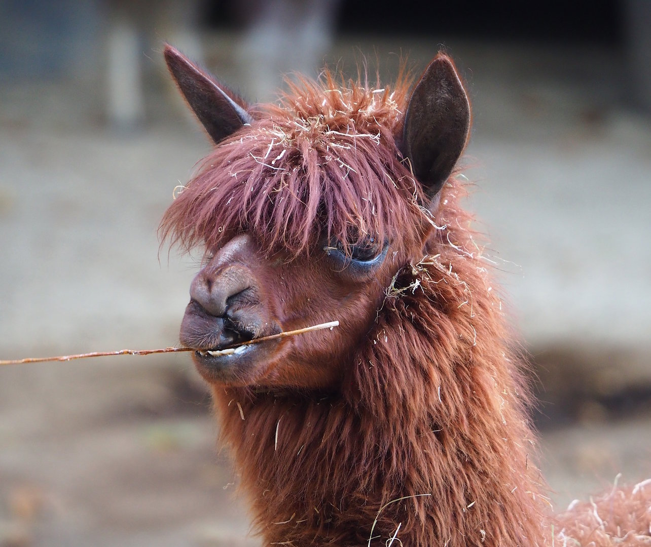 Alpaca (Vicugna pacos), 2022-09-04