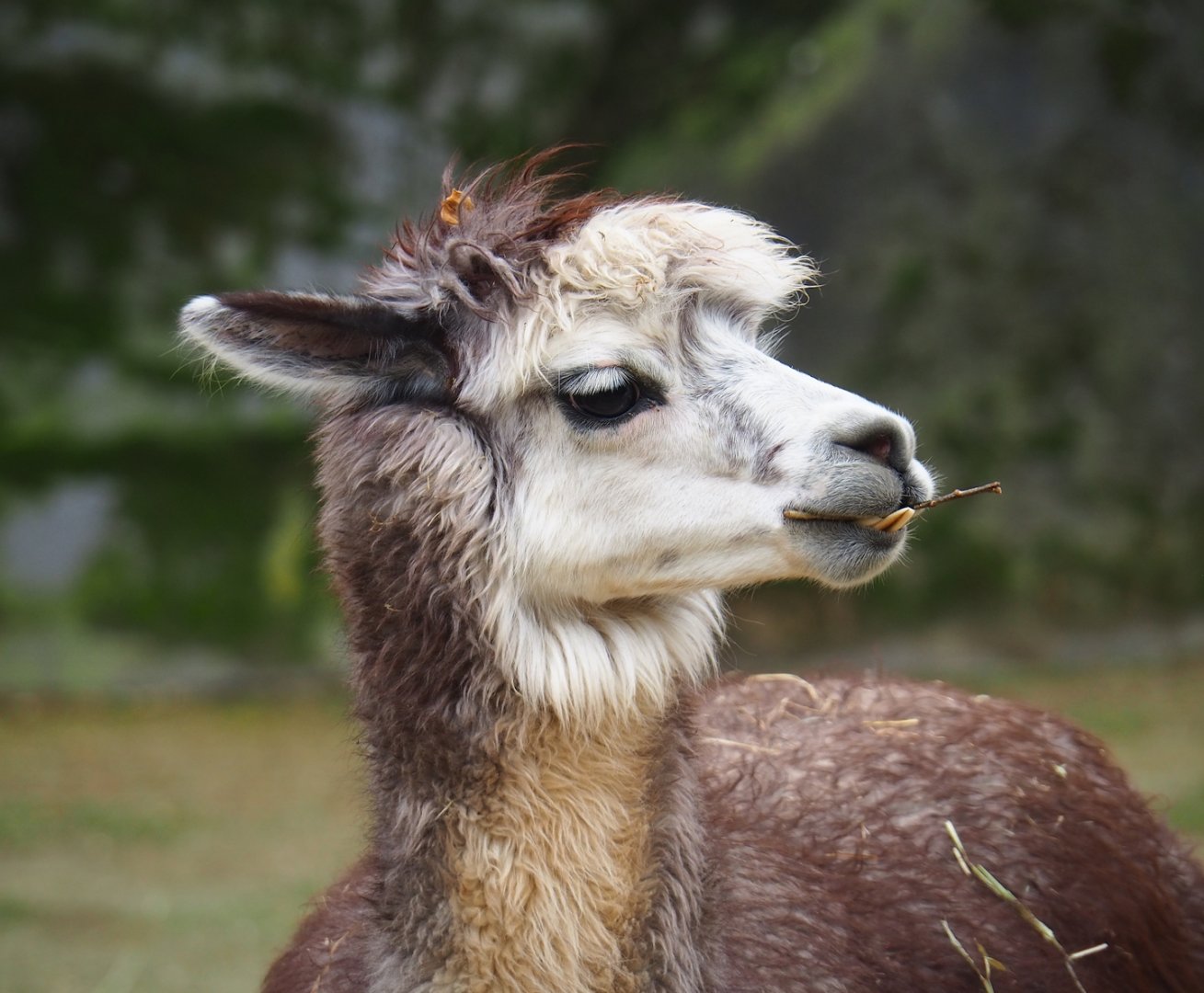 Alpaca (Vicugna pacos), 2023-04-08