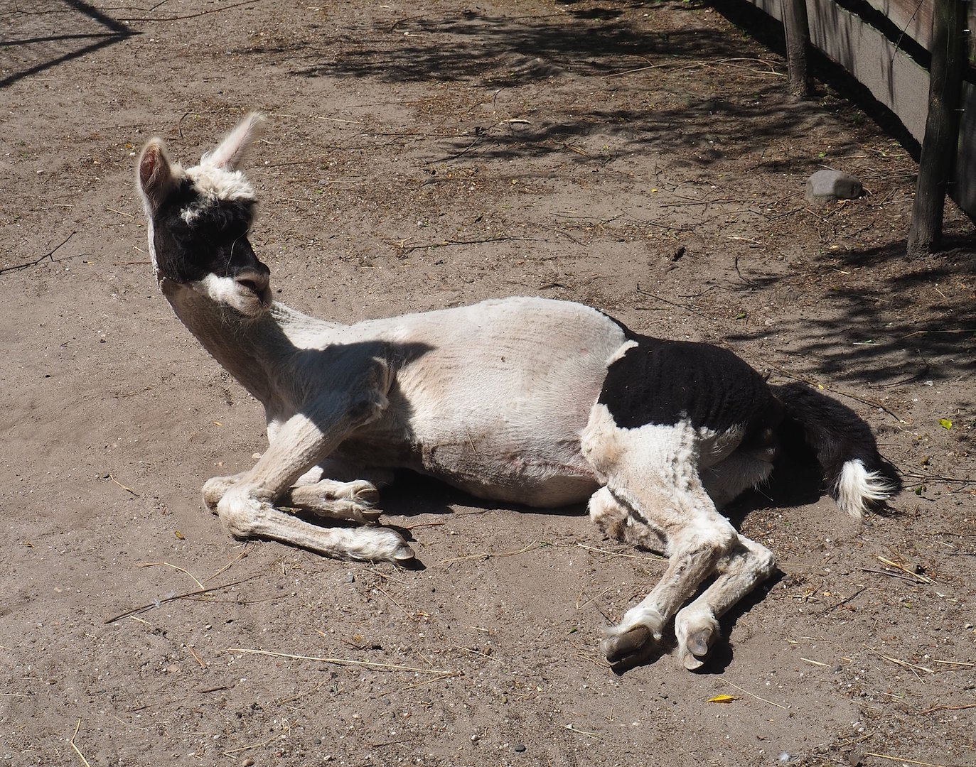 Alpaca (Vicugna pacos), 2023-05-31