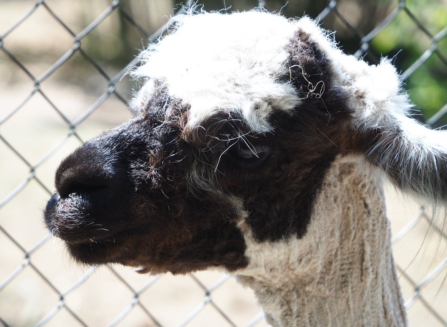 Alpaca (Vicugna pacos), 2023-05-31