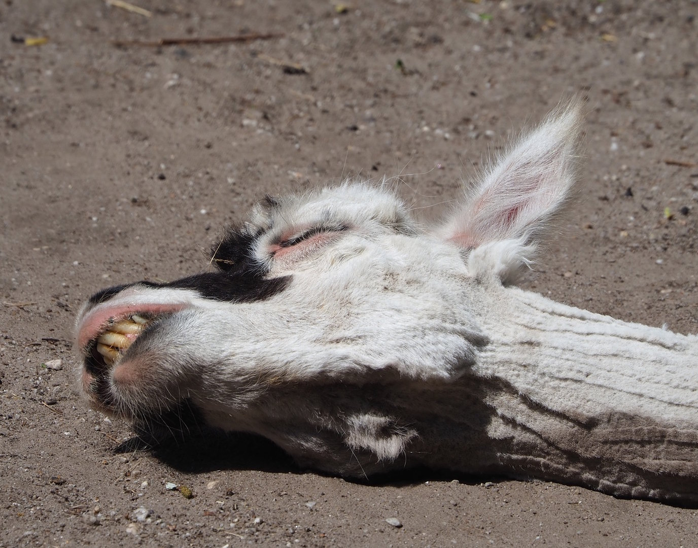 Alpaca (Vicugna pacos), 2023-05-31