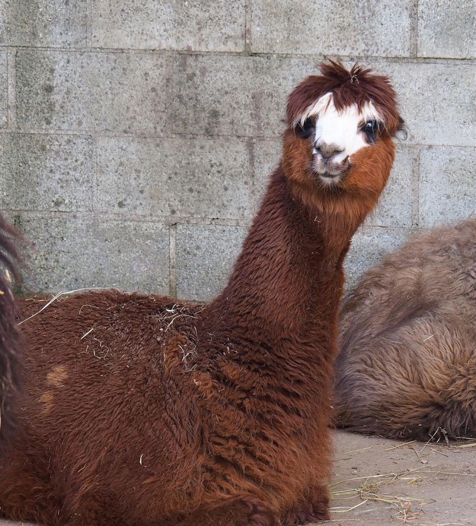 Alpaca (Vicugna pacos), 2023-06-24