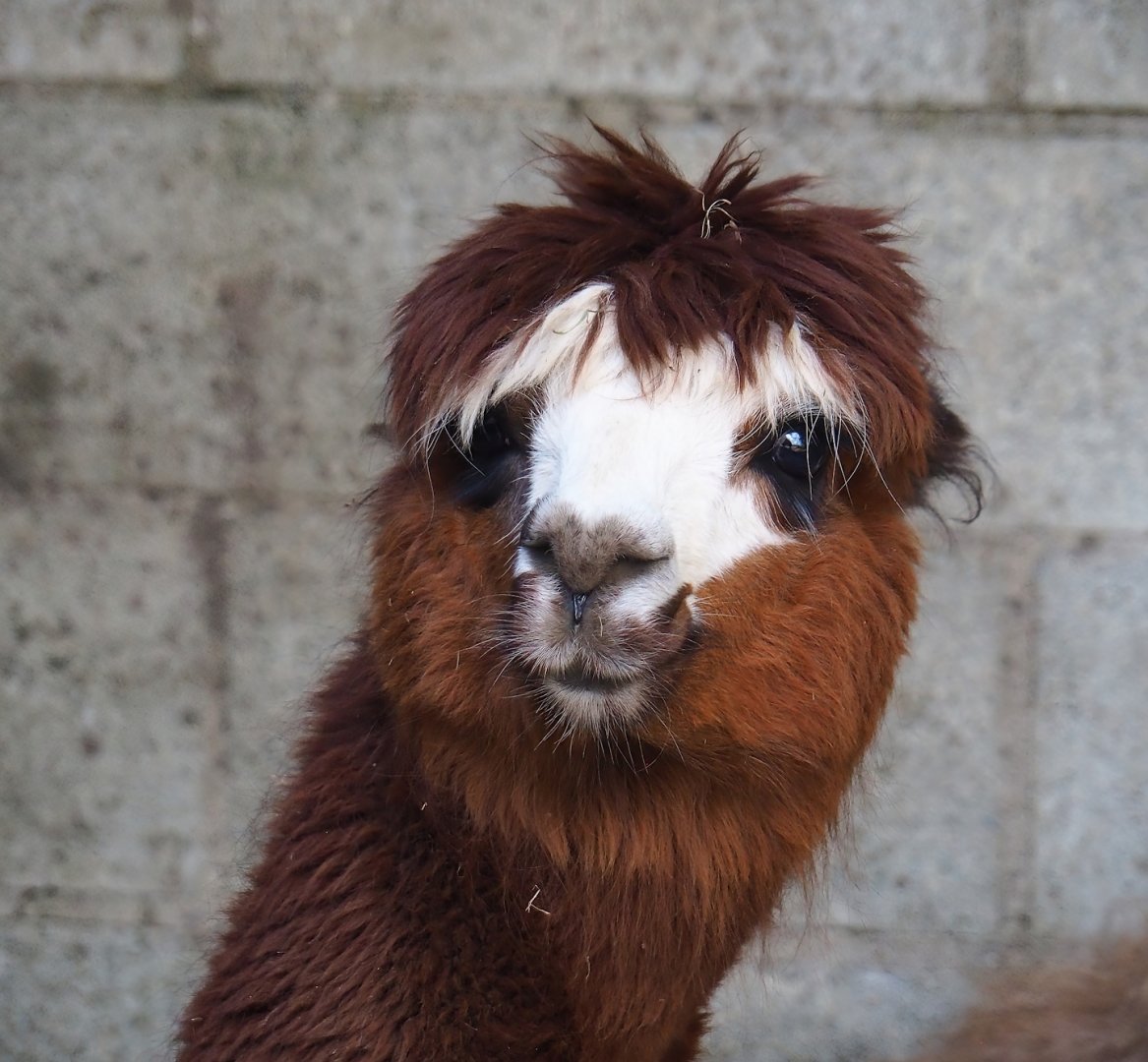 Alpaca (Vicugna pacos), 2023-06-24