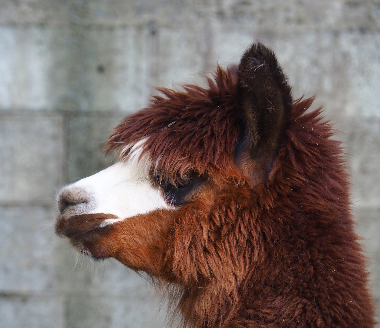 Alpaca (Vicugna pacos), 2023-06-24