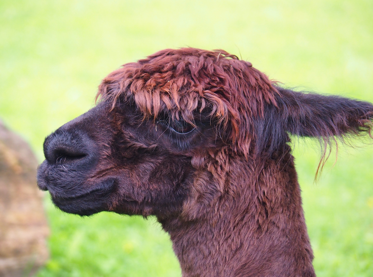 Alpaca (Vicugna pacos), 2023-08-17