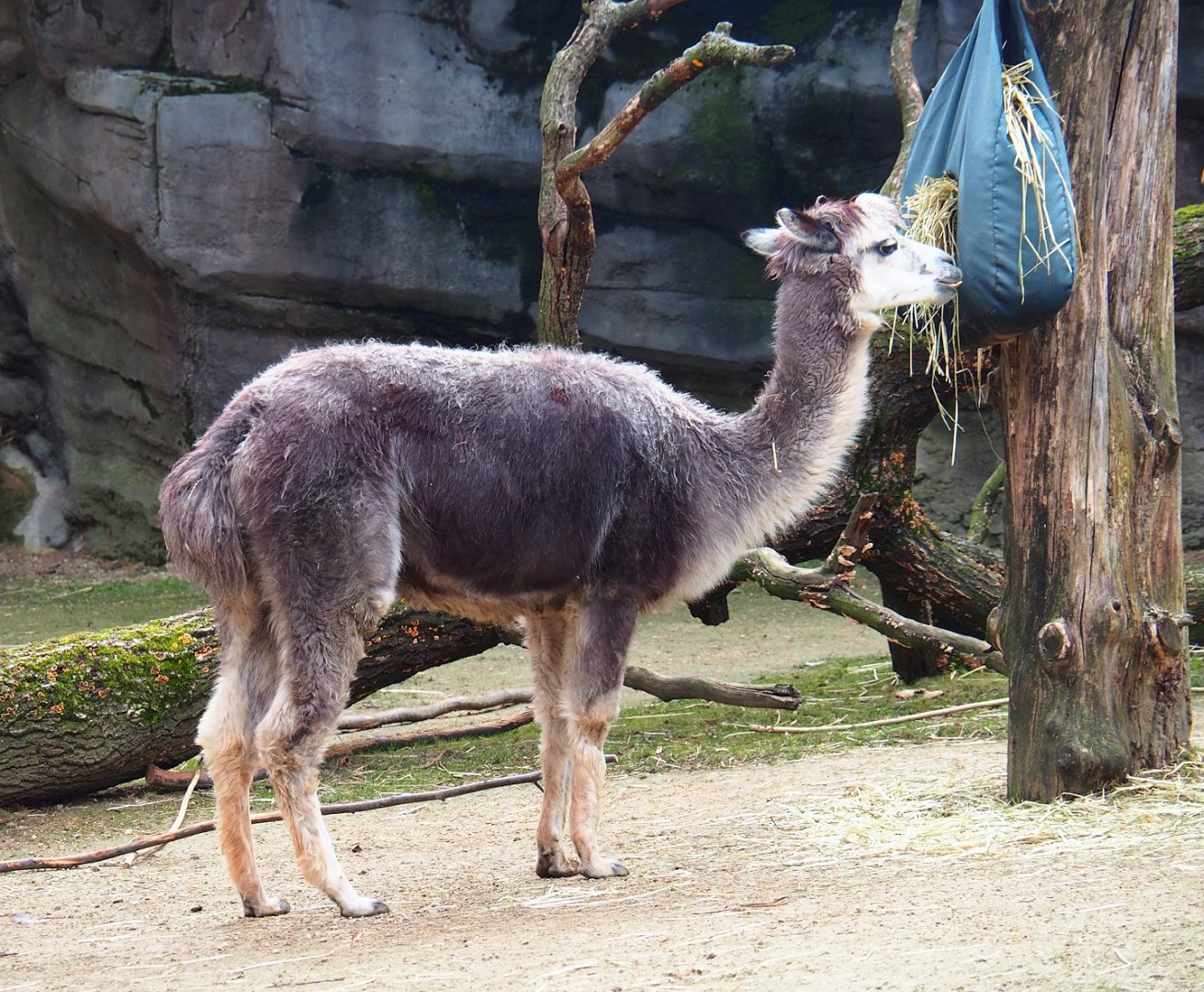 Alpaca (Vicugna pacos), 2024-02-17