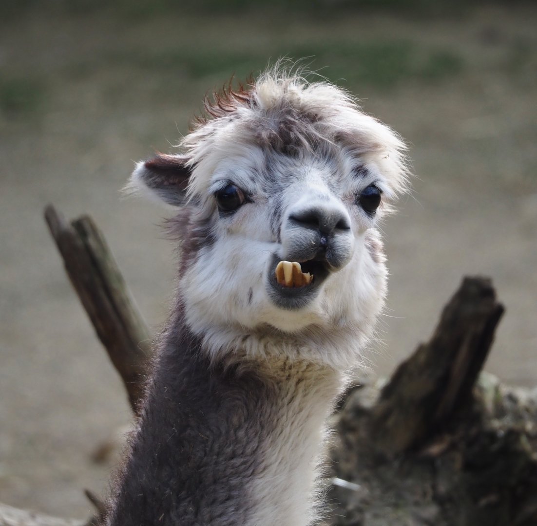 Alpaca (Vicugna pacos), 2024-03-09
