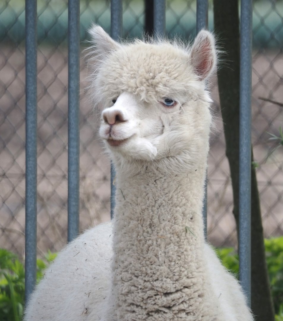 Alpaca (Vicugna pacos), 2024-04-14