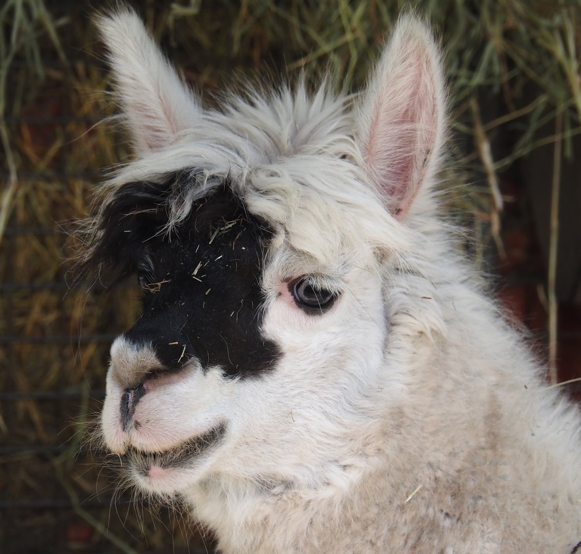Alpaca (Vicugna pacos), 2024-04-14