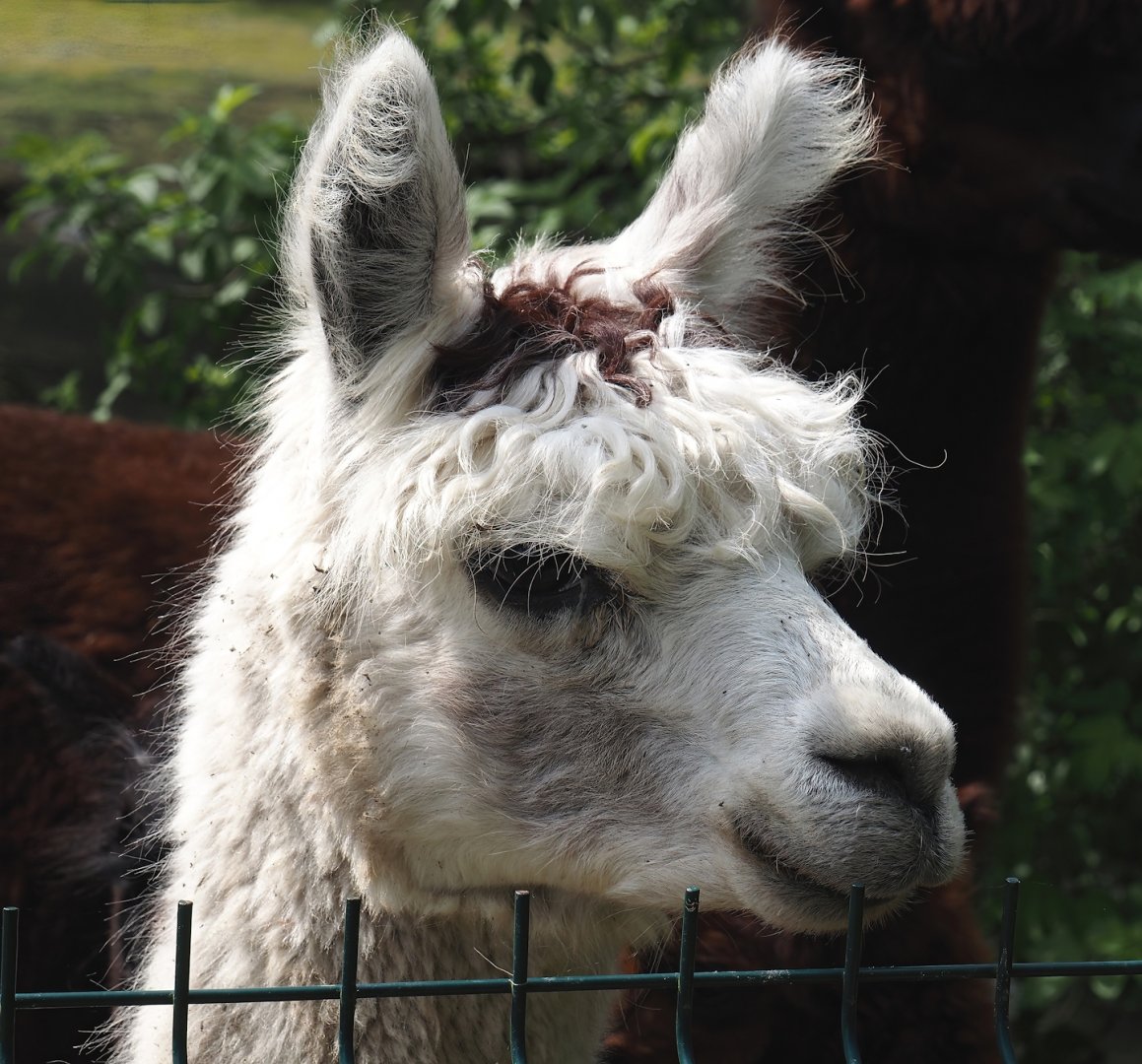 Alpaca (Vicugna pacos), 2024-05-11