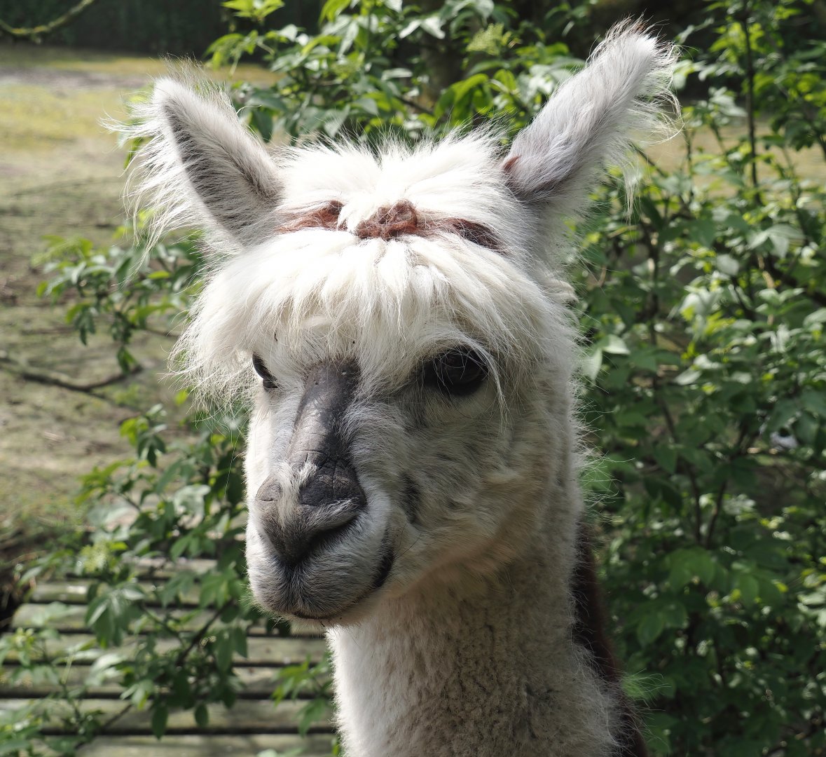 Alpaca (Vicugna pacos), 2024-05-11