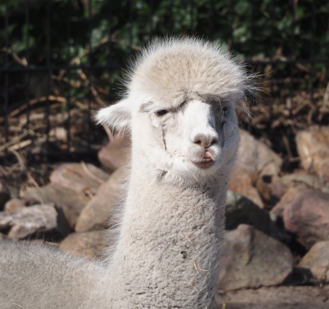 Alpaca (Vicugna pacos), 2025-04-12
