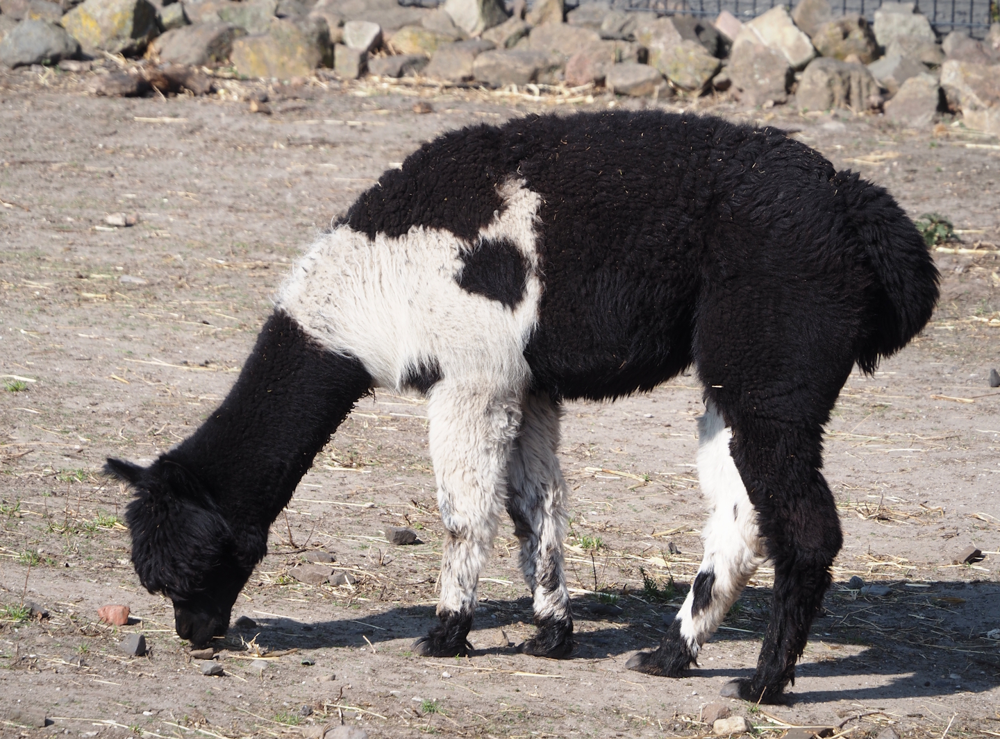 Alpaca (Vicugna pacos), 2025-04-12