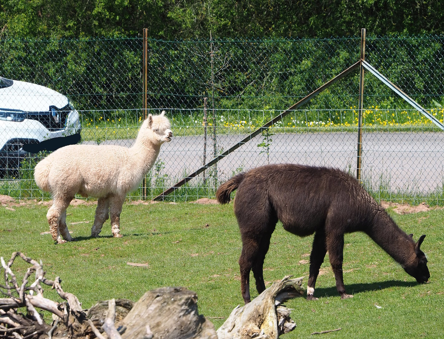 Alpaca (Vicugna pacos) and Llama (Lama glama), 2023-05-19
