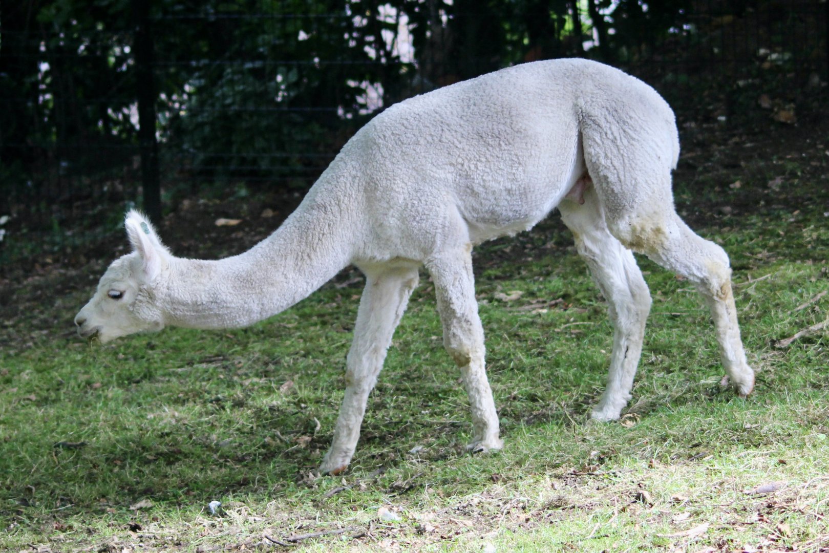 Alpaca (Vicugna pacos) at Belfast Zoo - 19/08/2022