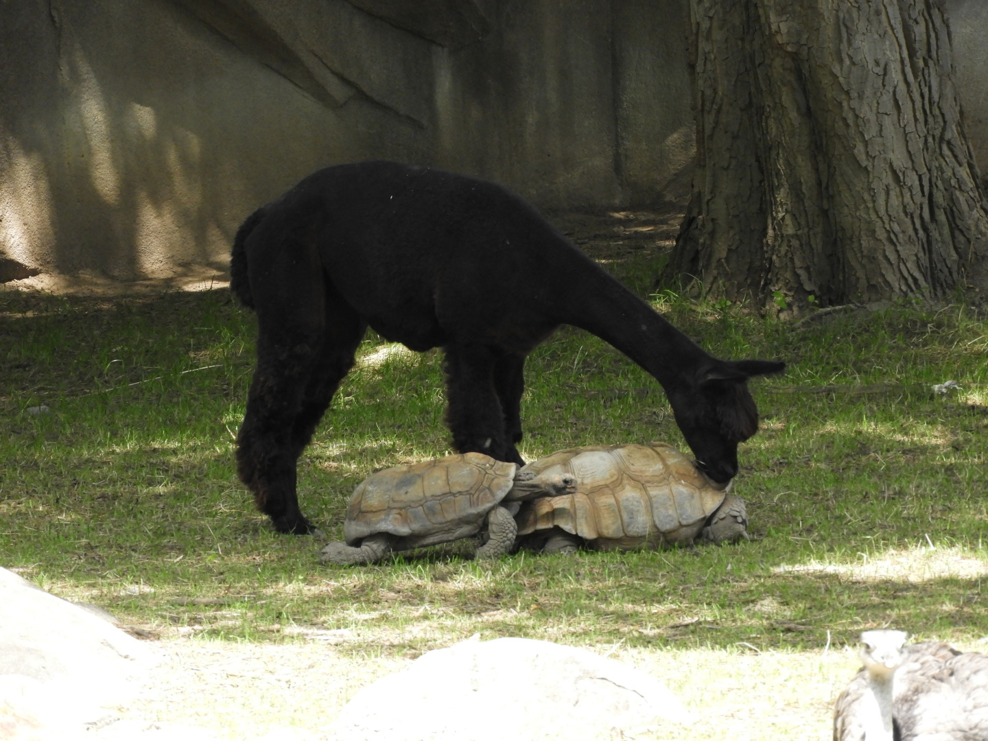 Alpaca (Vicugna pacos) with African Spurred Tortoises (Centrochelys sulcata)