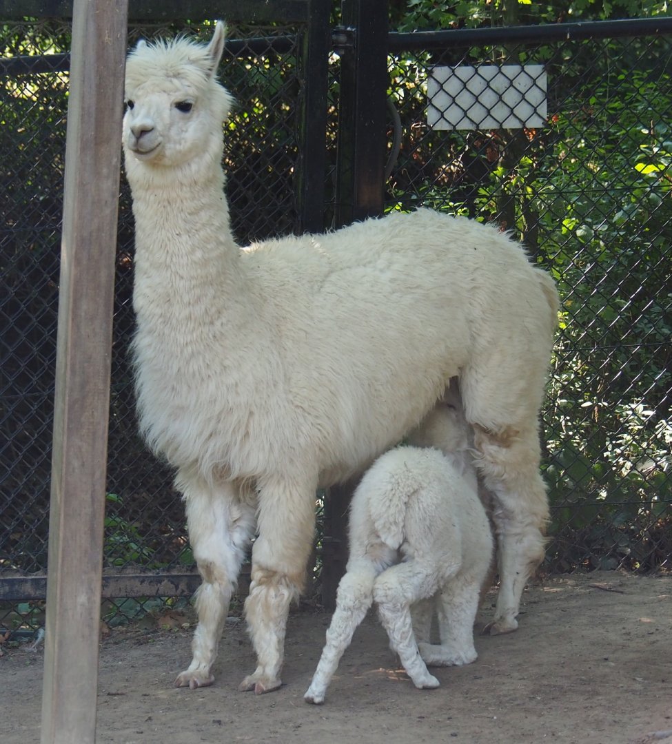 Alpaca (Vicugna pacos) with nursing cria (Aug 28th, 2018)