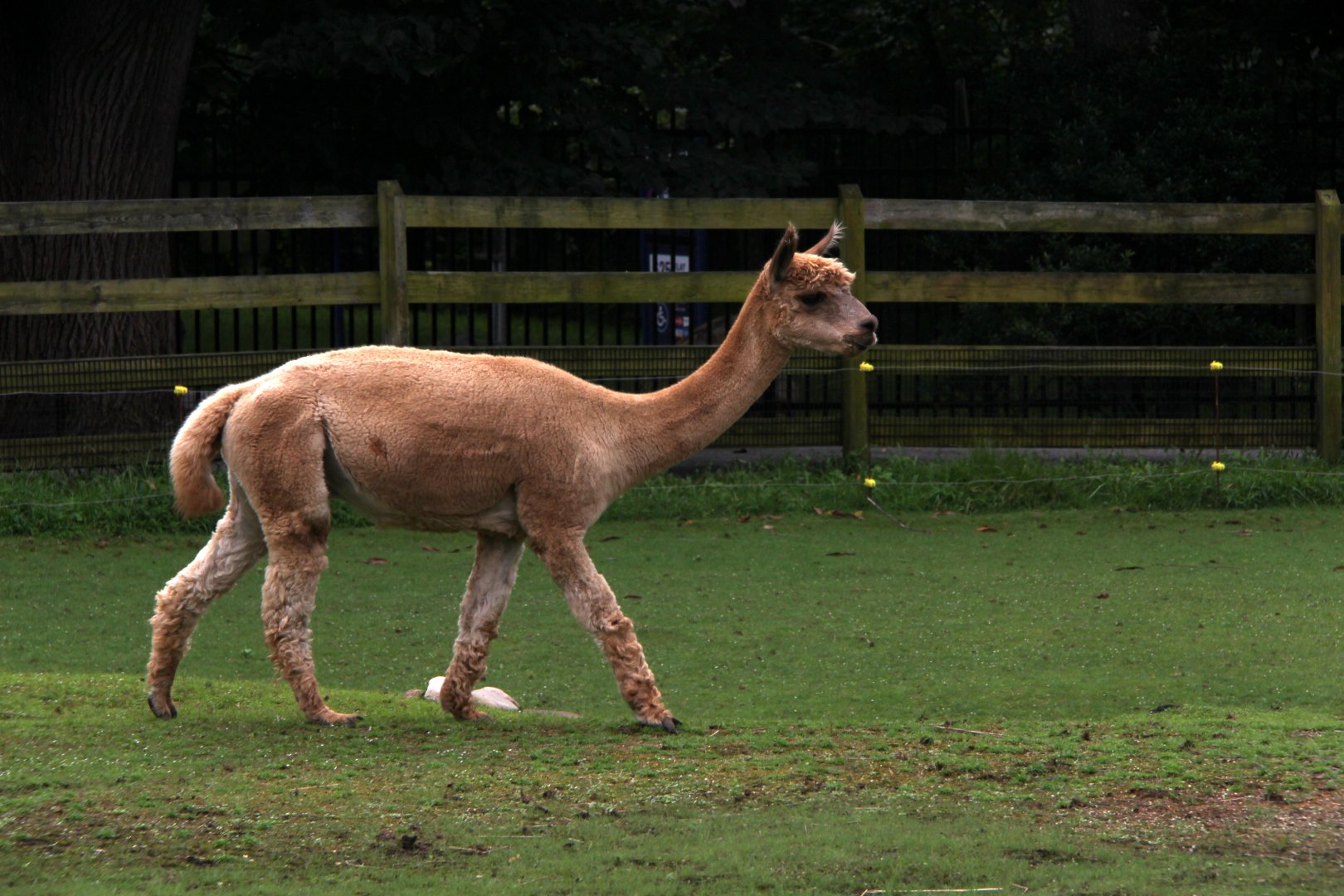 Alpaca (Vicugna pacos)