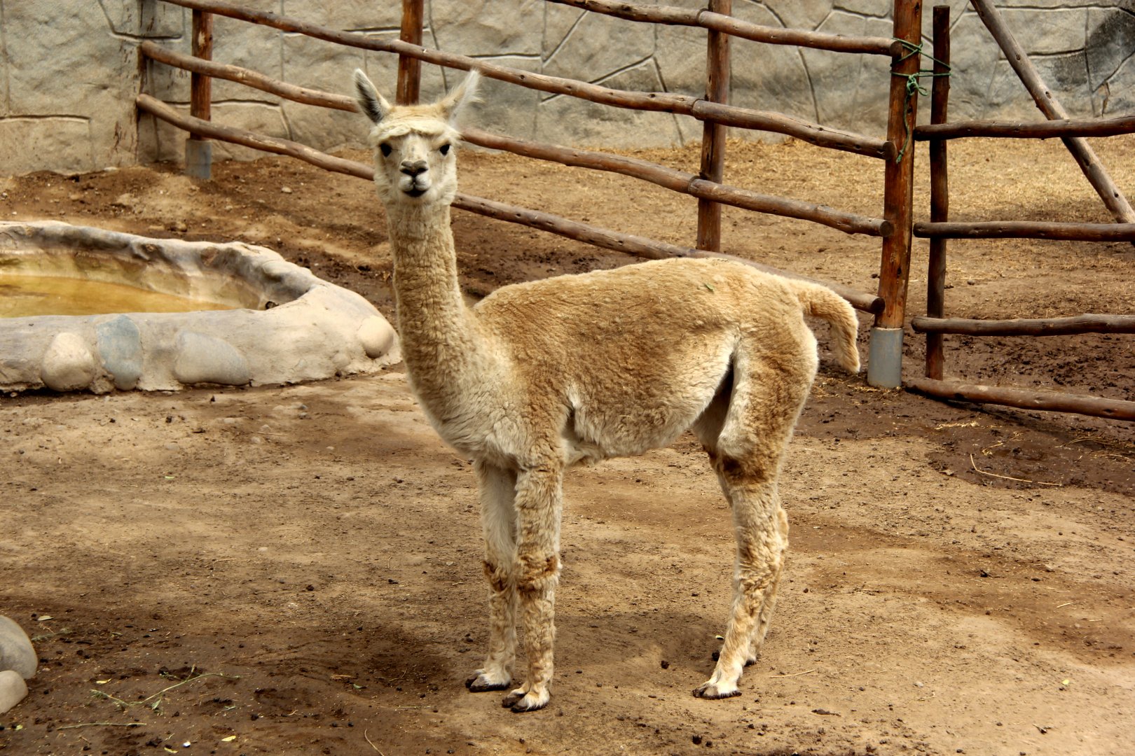 alpaca (Vicugna pacos)