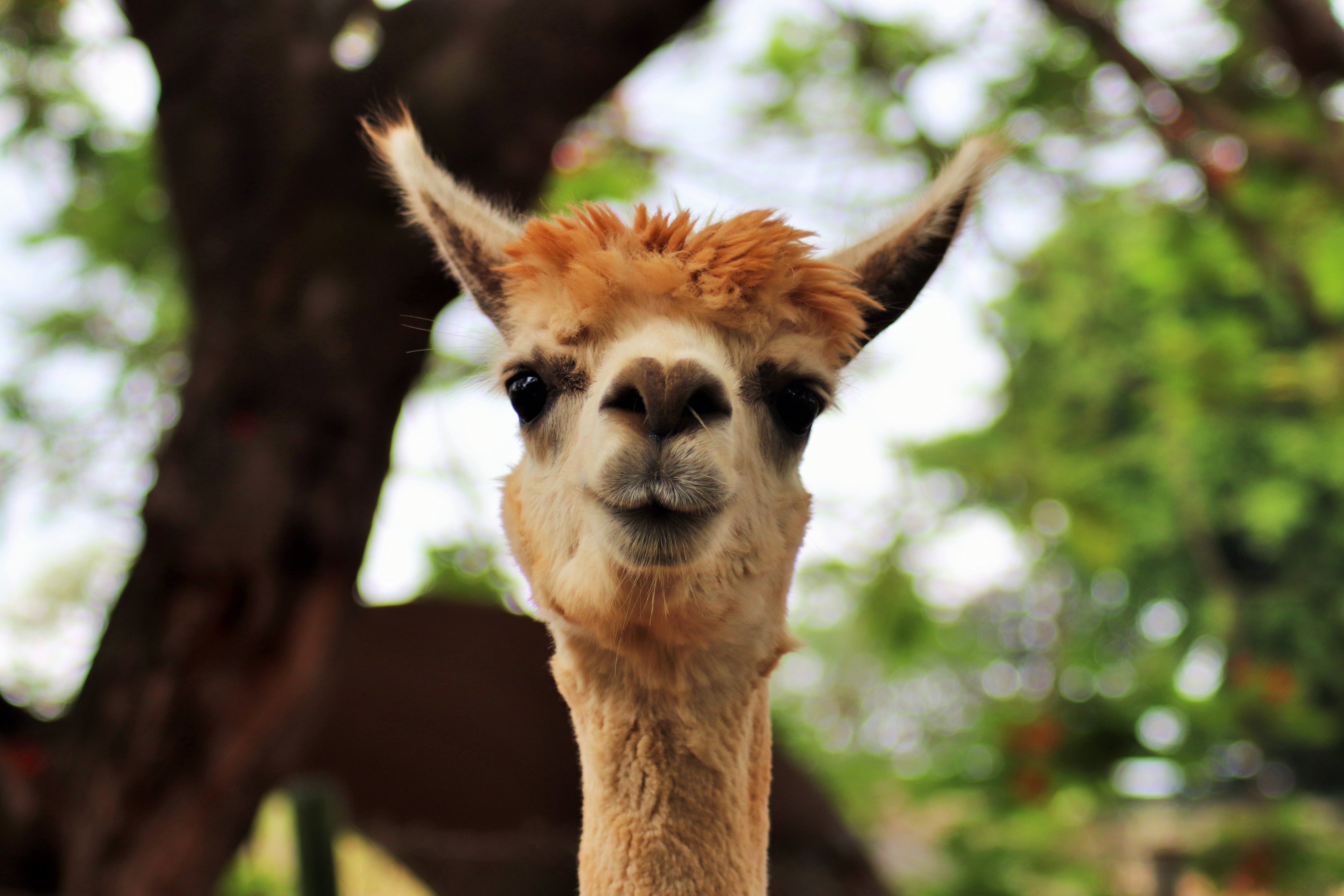 Alpaca (Vicugna pacos)