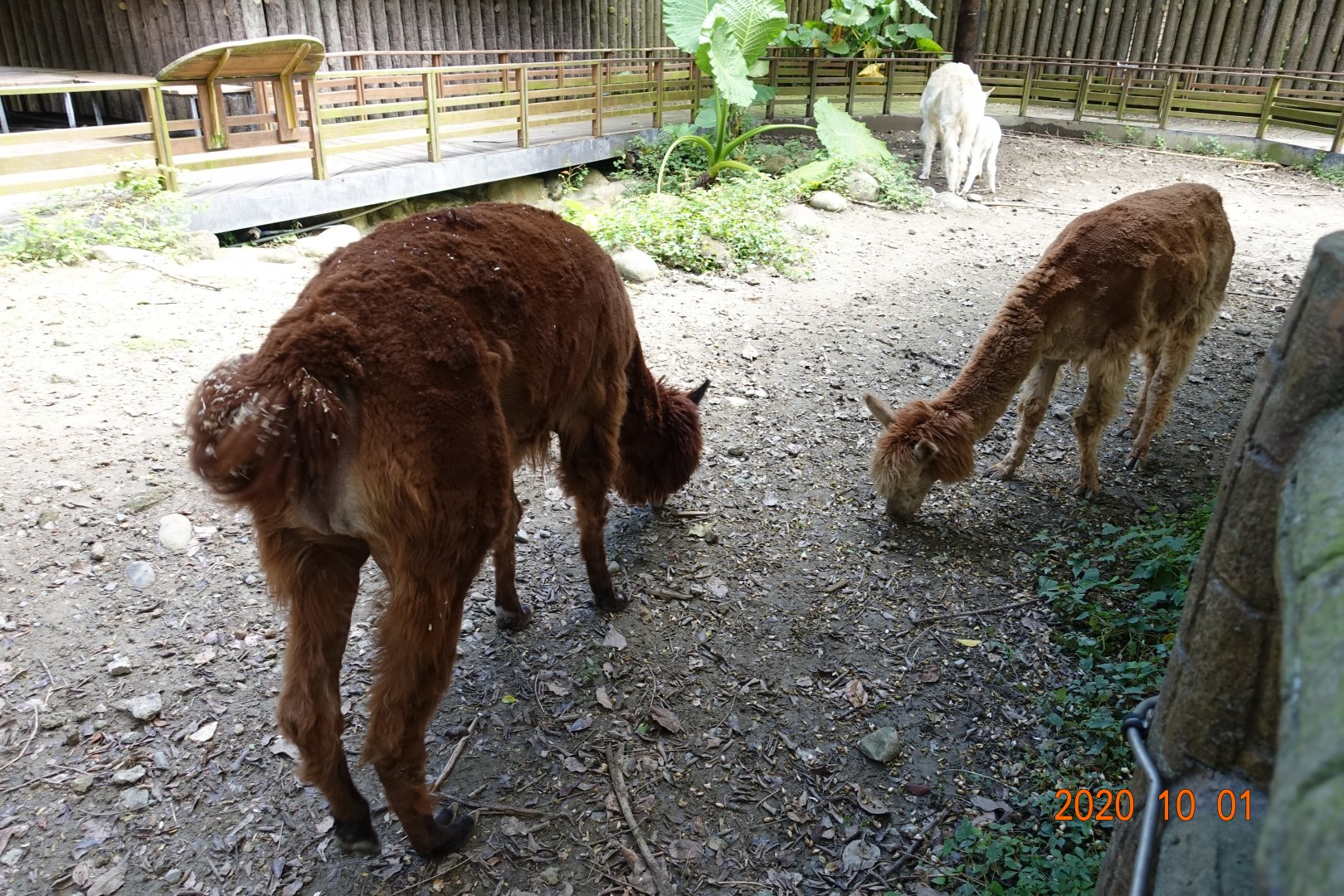 Alpaca (Vicugna pacos)