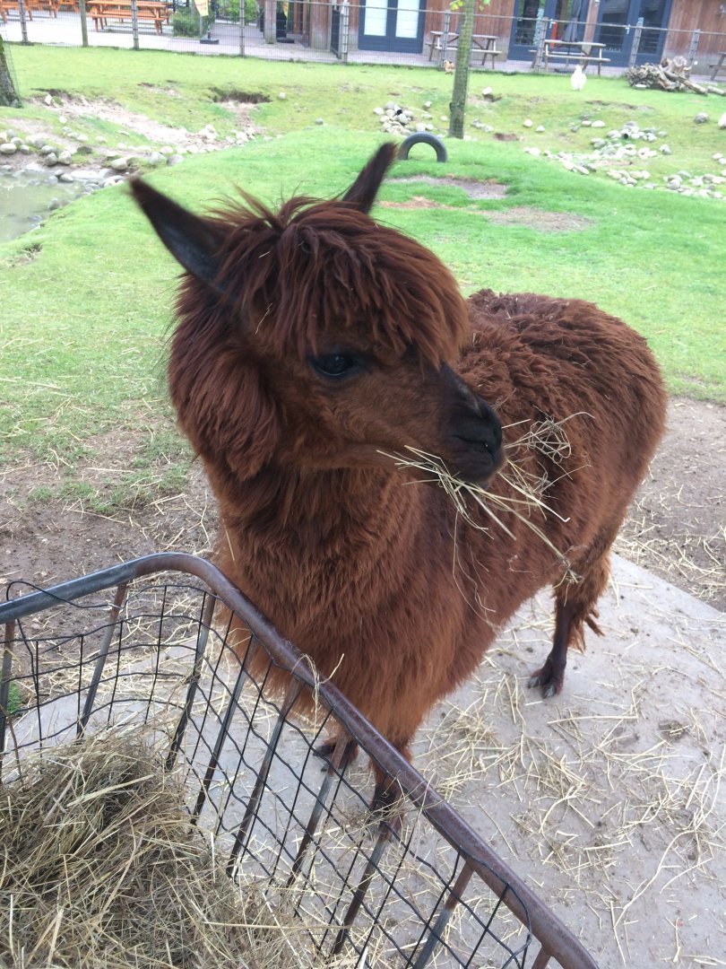 Alpaca - 	Vicugna vicugna f. pacos