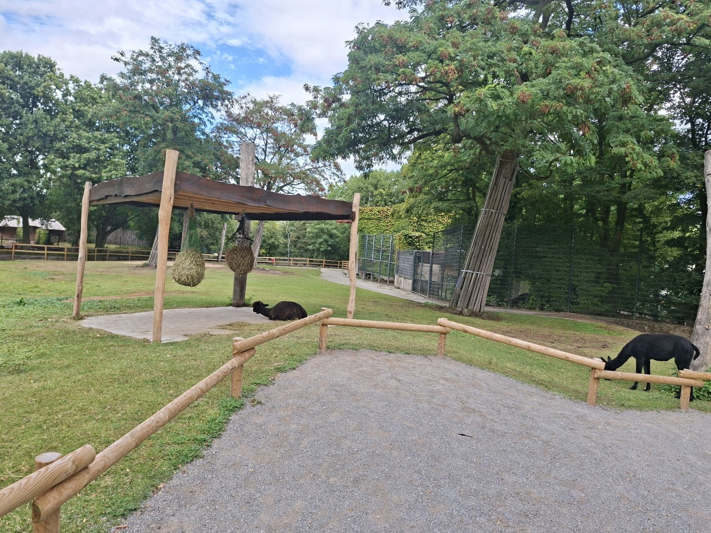 Alpaca walktrough in the fromer giraffe yard