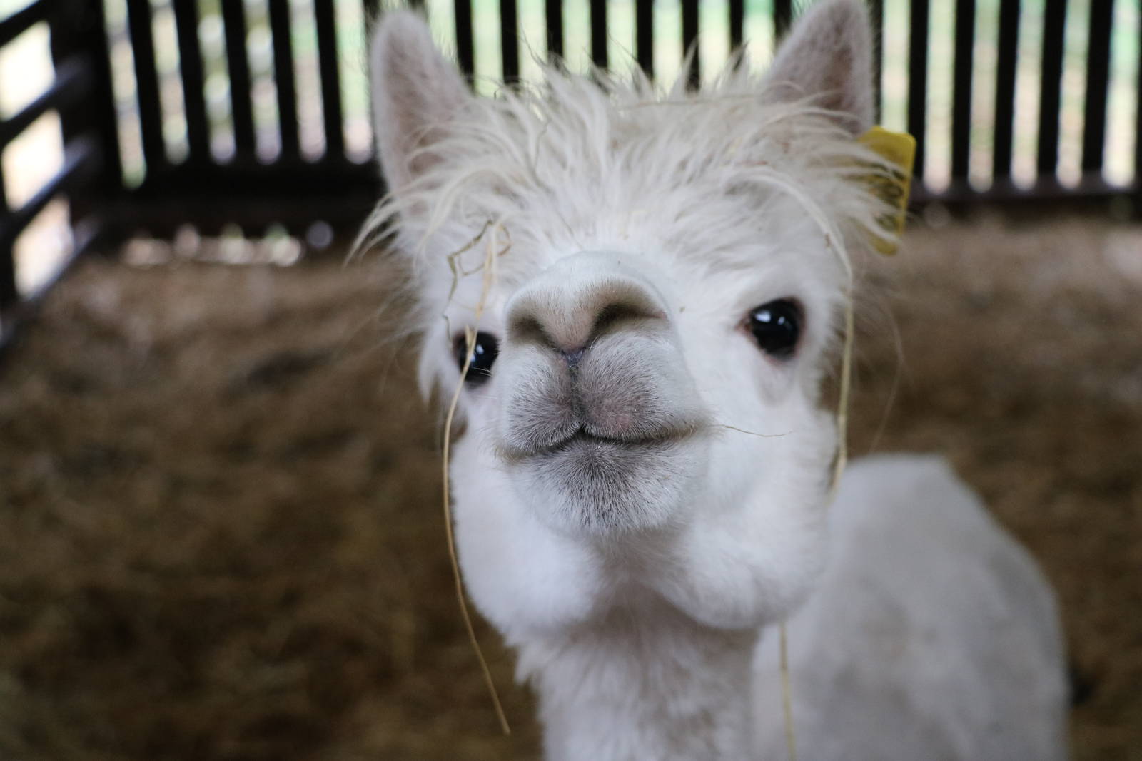 Alpaca - Windmill Animal Farm, November 2015