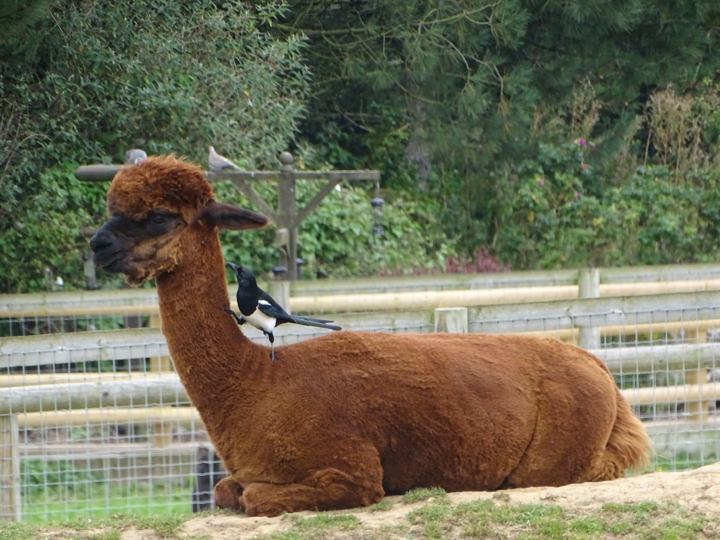 Alpaca with attendant Magpie, 19th September 2024
