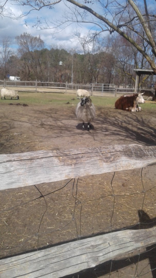 Alpaca with Jersey cow and sheep.