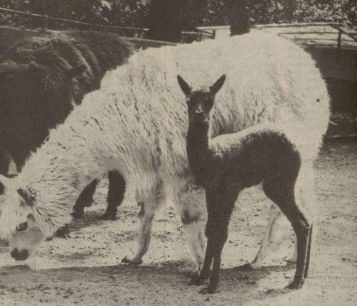 Alpaca with young
