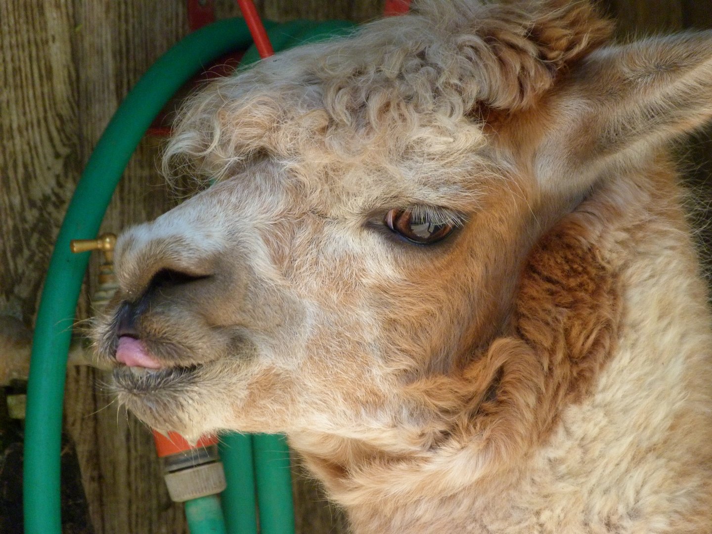 Alpaca -Zoo d'Asson (2025)