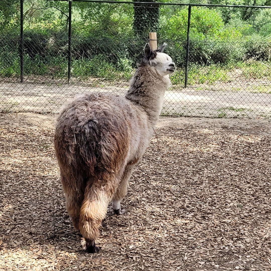 Alpaca -Zoo de Labenne (2023)