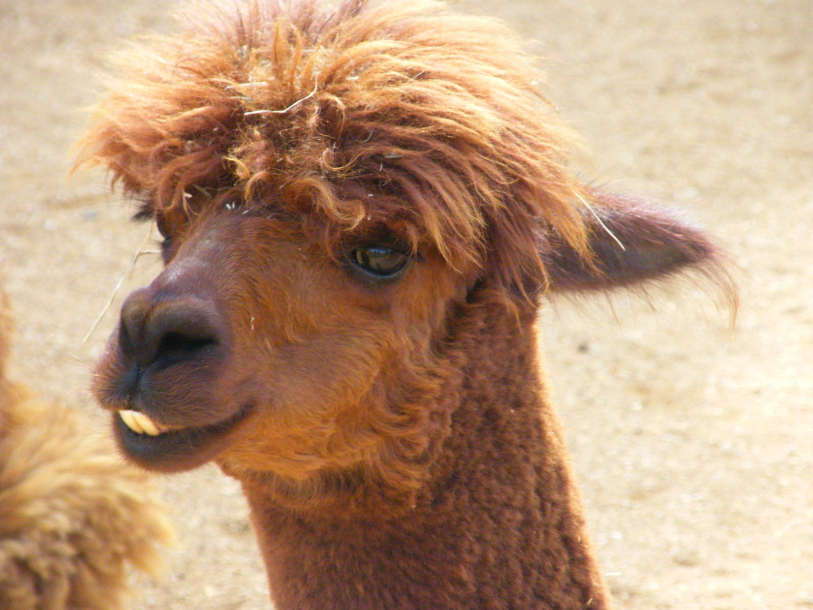 Alpaca