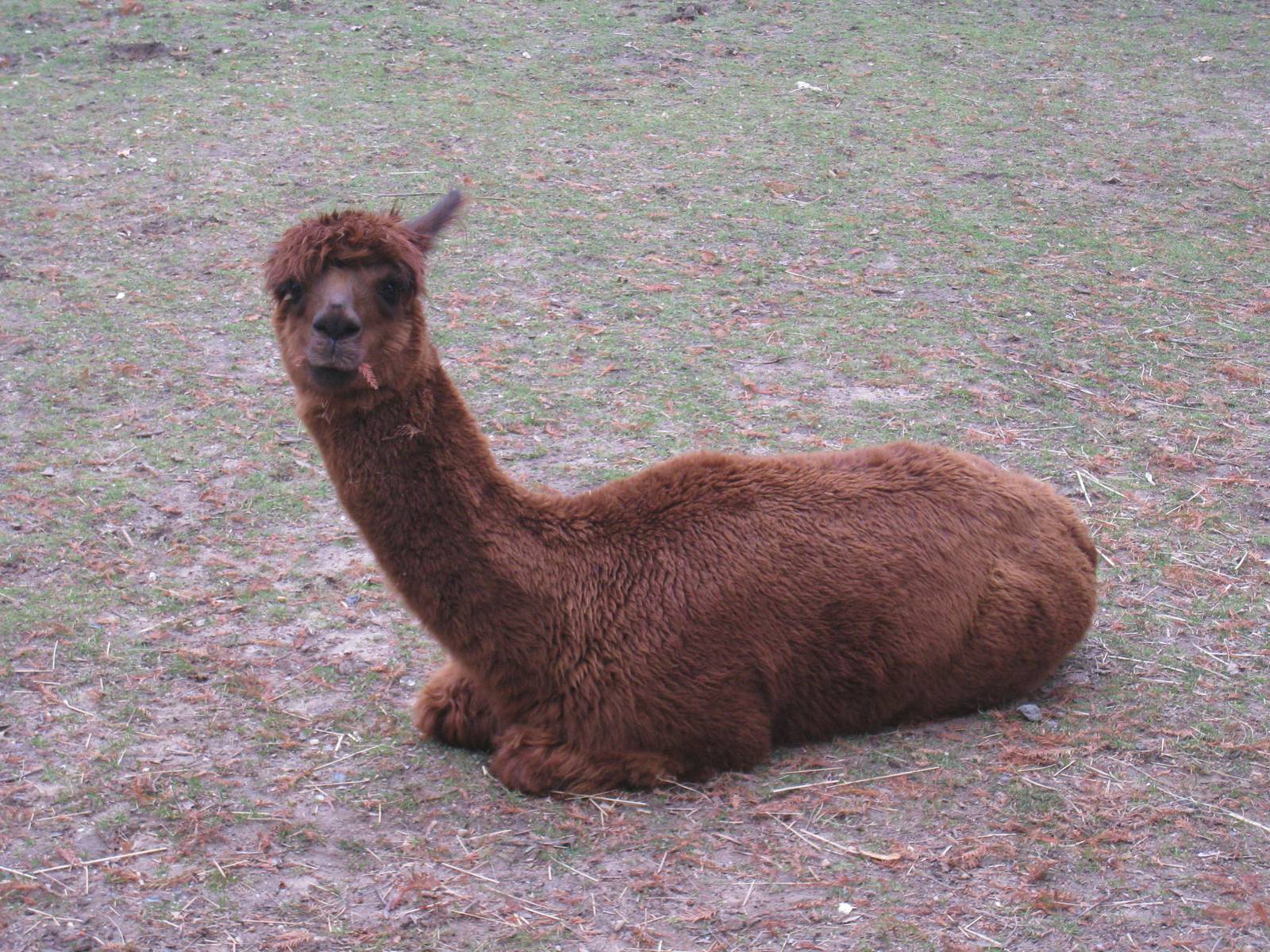 Alpaca