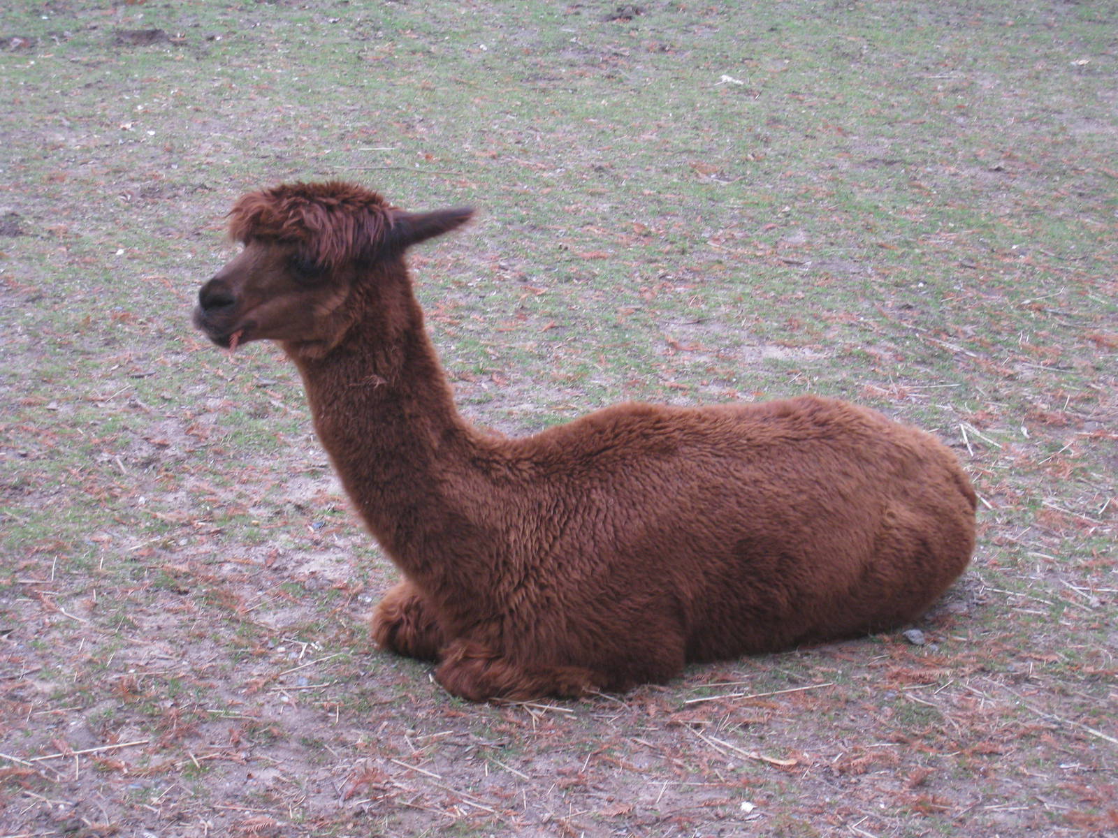 Alpaca