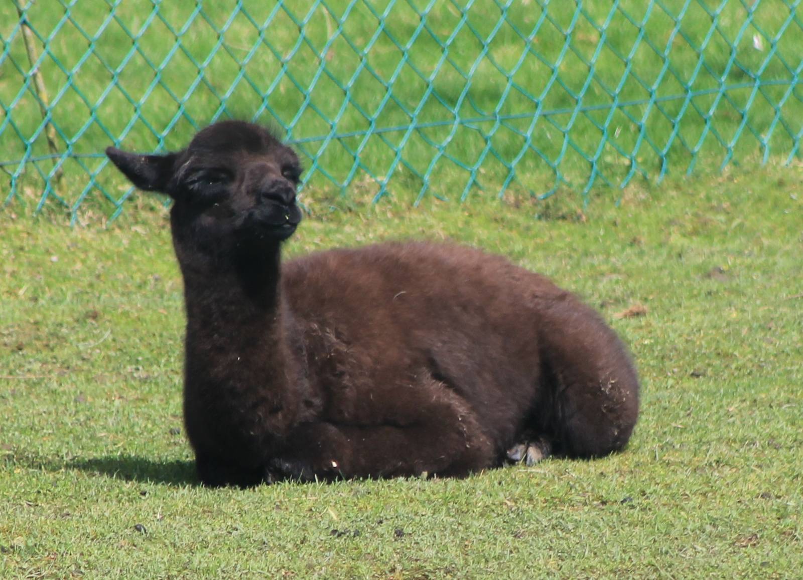 alpaca