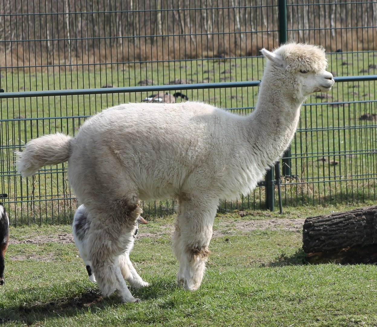 Alpaca