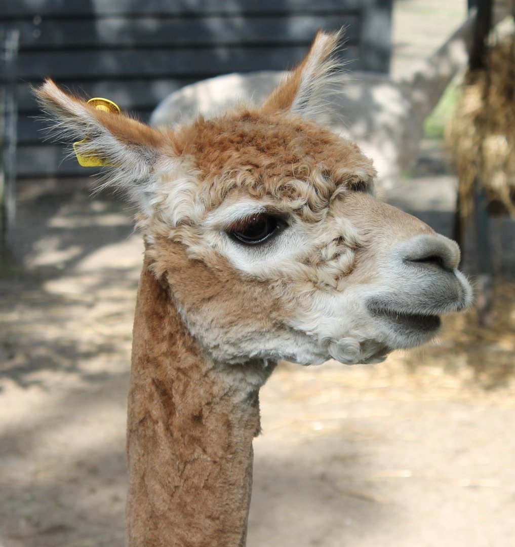 Alpaca