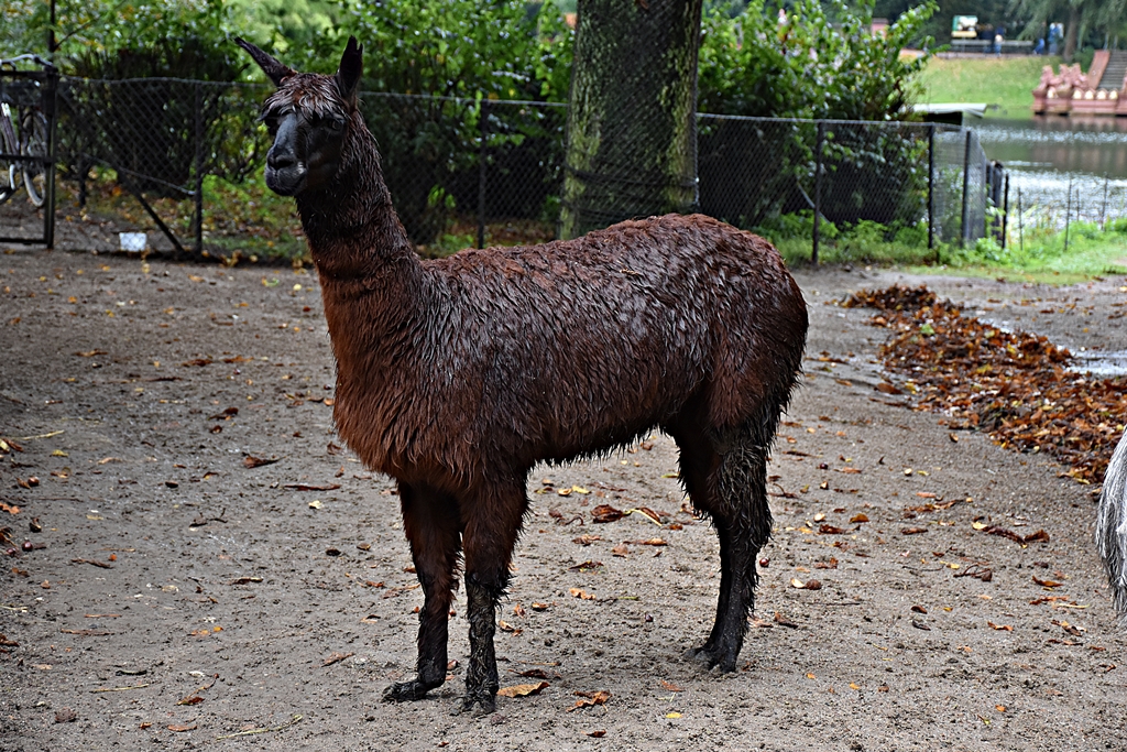 Alpaca
