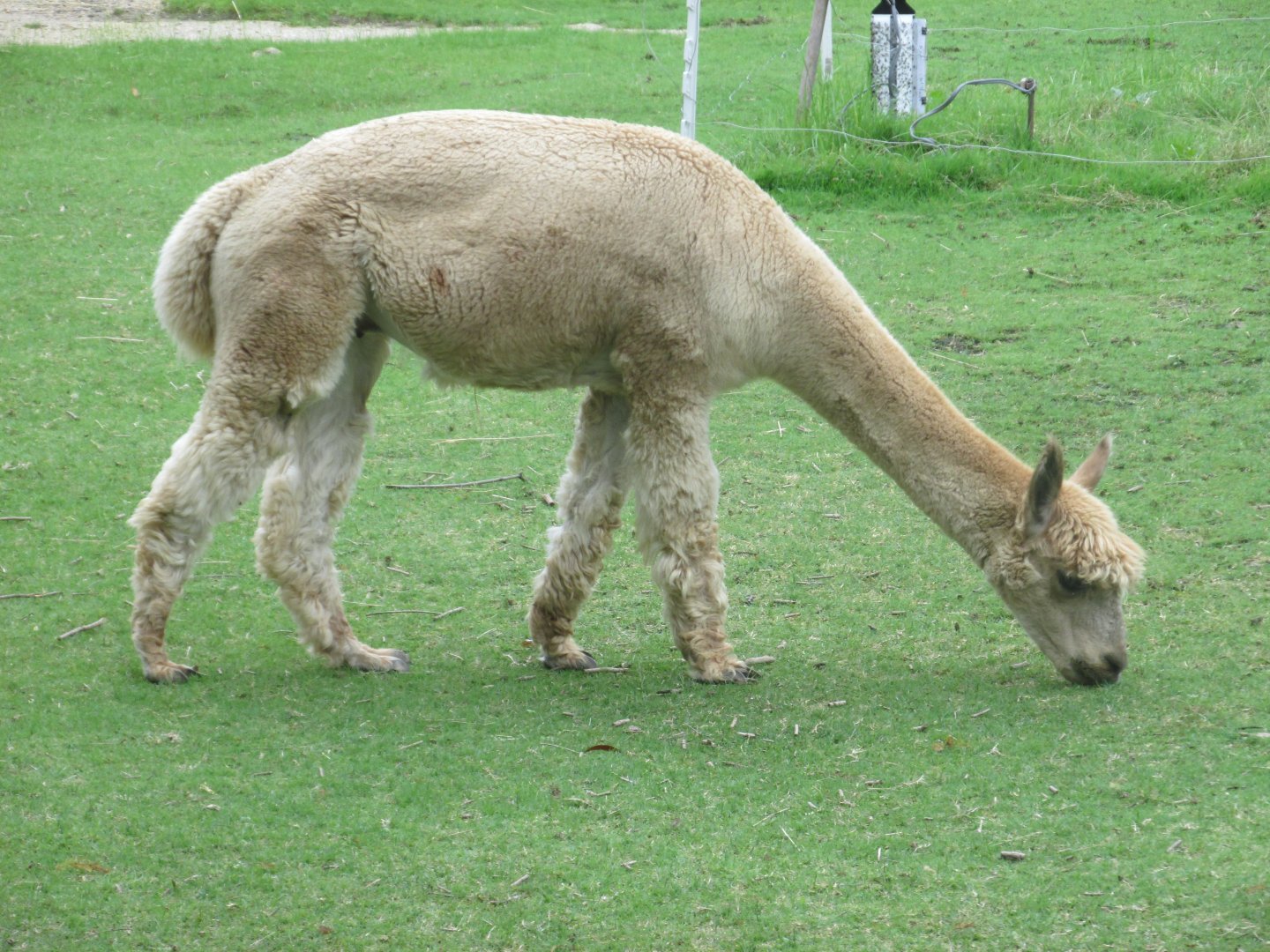 alpaca