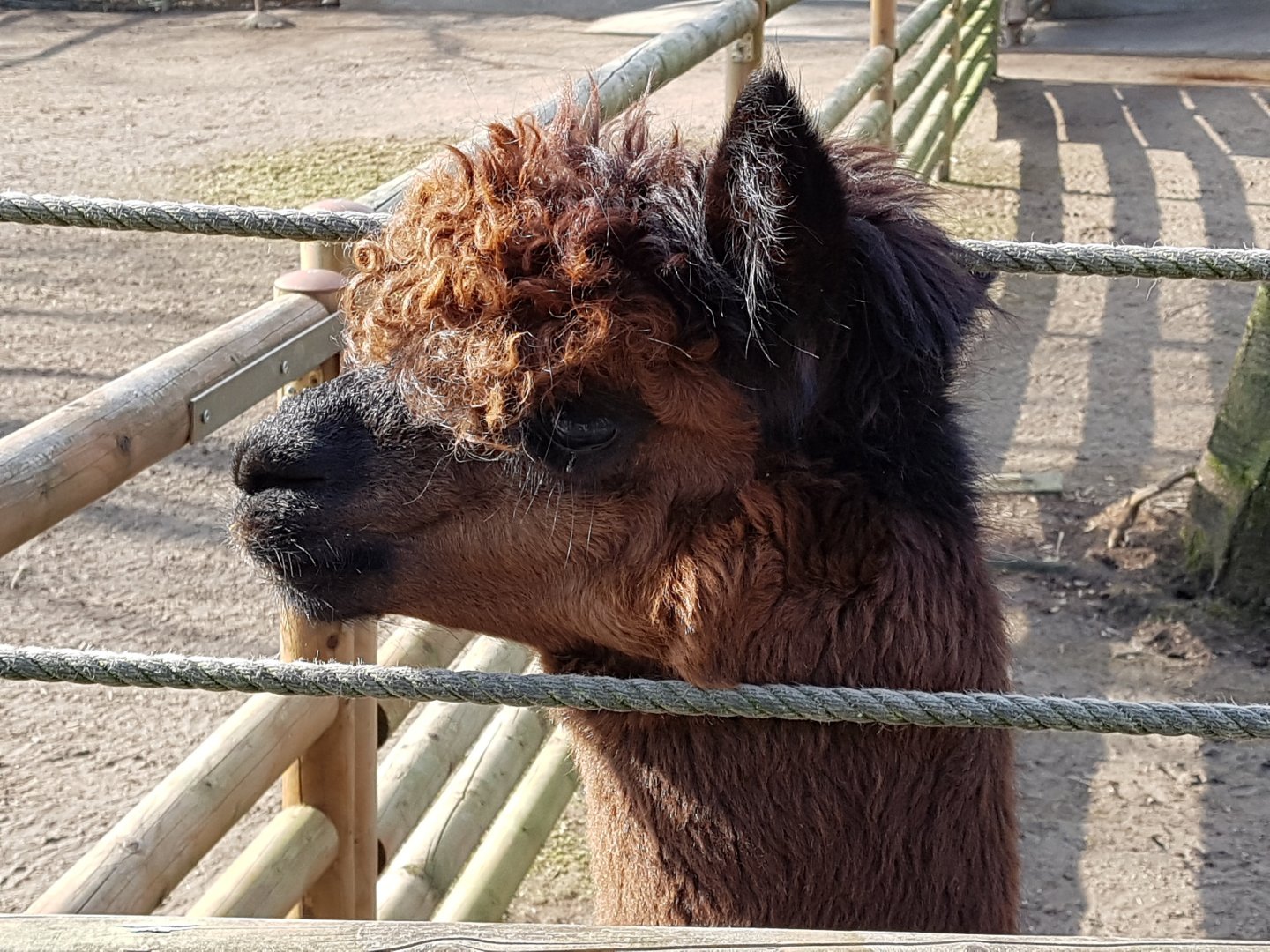 Alpaca