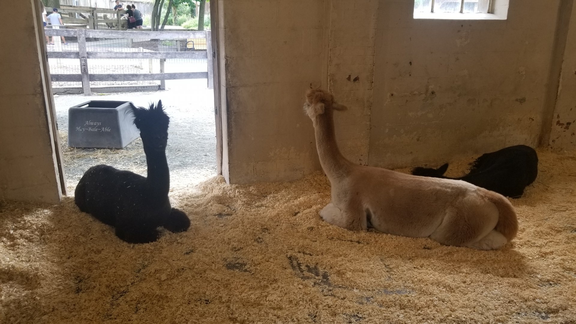 Alpaca